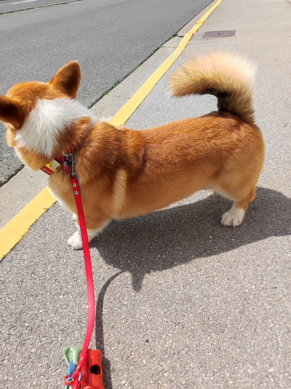 Corgi avec collier Biothane rouge tendance et stylé. Imperméable, résistant et actuel.