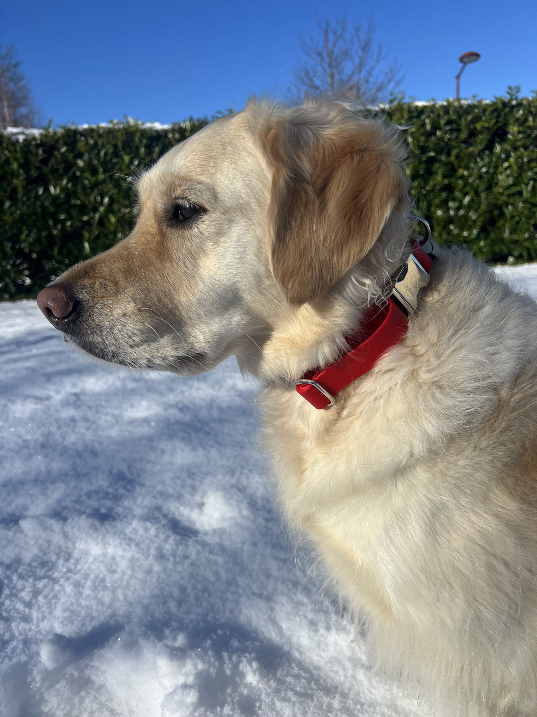 Golden Retriever pose avec son Collier Biothane rouge à clip ajustable et imperméable