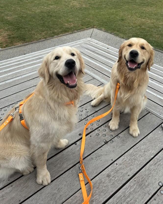 golden retriever ensemble Biothane orange. Harnais, collier et laisse fabriqués en France.