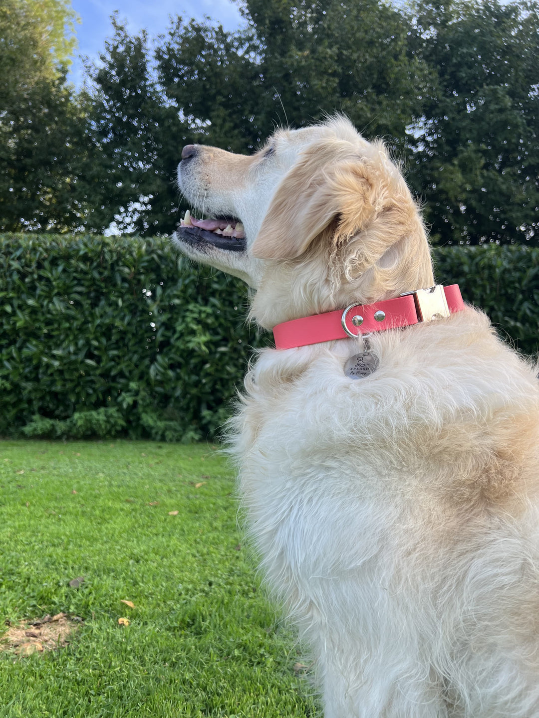 Happy Golden Retriever collier couleur rose corail France Splash By Happy