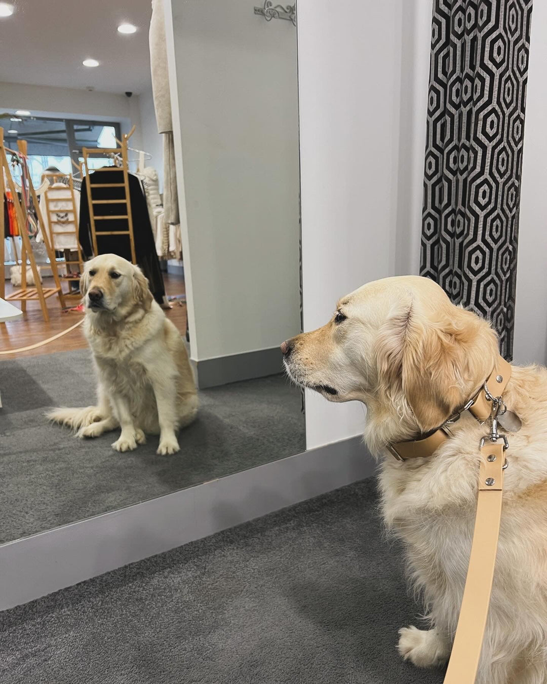 Golden retriever avec son ensemble en biothane light or fabriqué en France