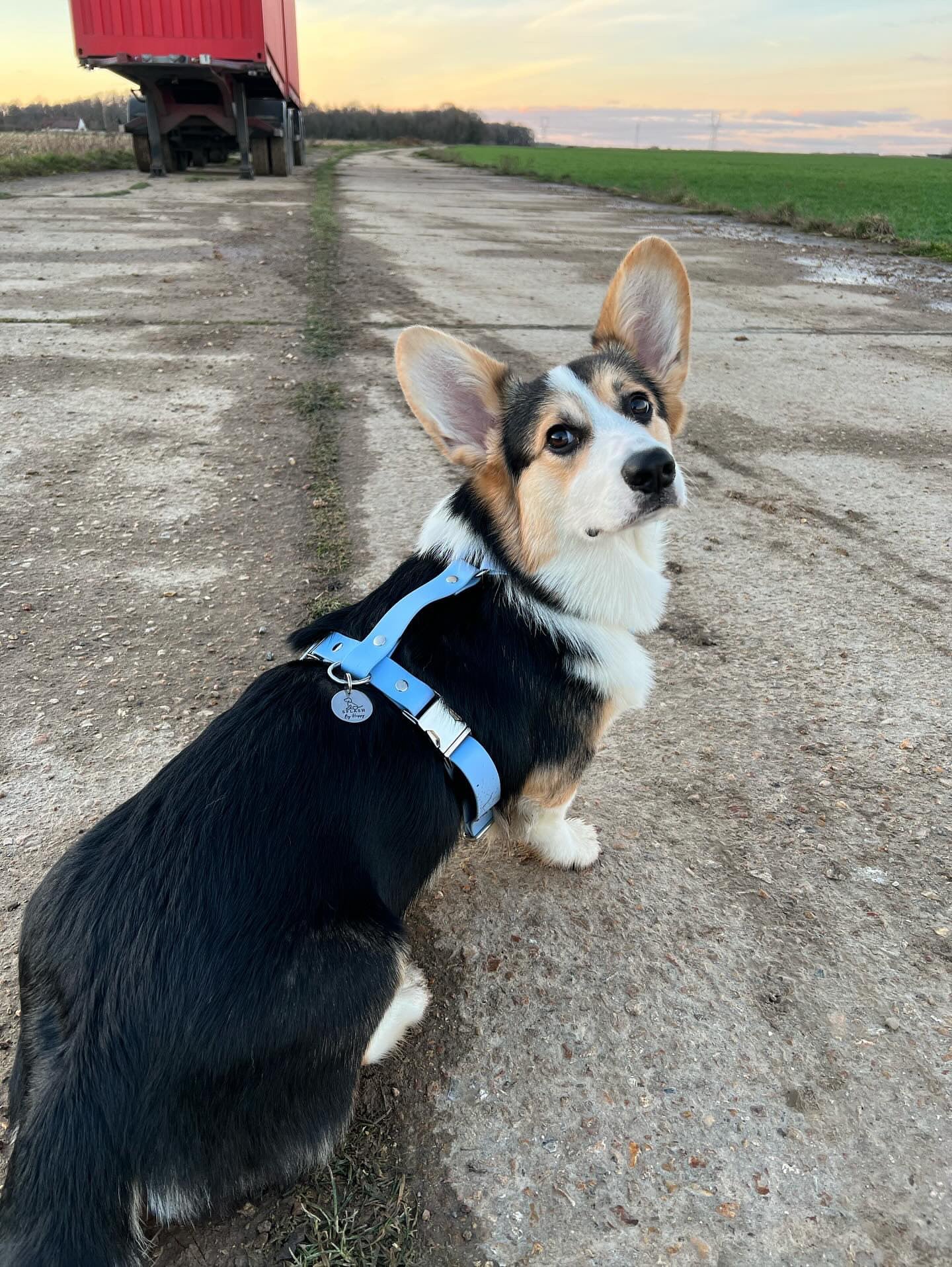 Corgi harnais biothane bleu polaire