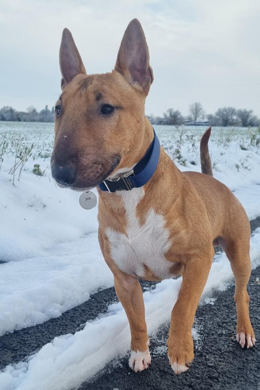 Bull Terrier avec son collier bleu marine dans la neige