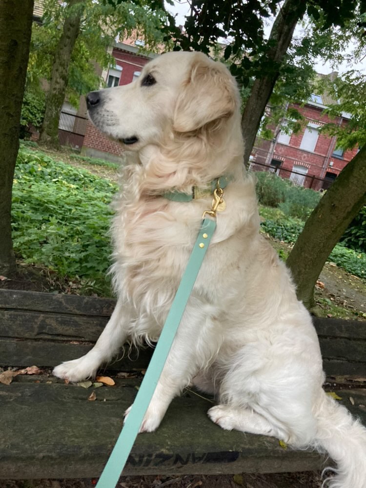 Golden retriever pose avec son ensemble vert amande en Biothane et bouclerie en laiton