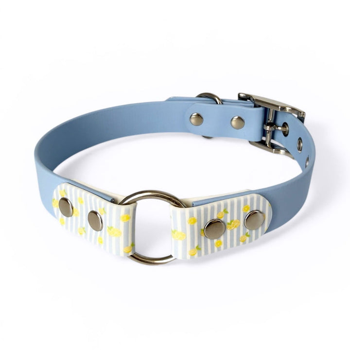 collier en biothane tendance pour chiens avec citrons