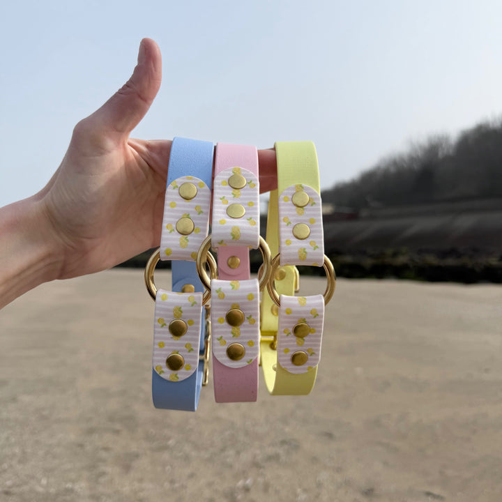 Colliers biothane motifs citrons chien