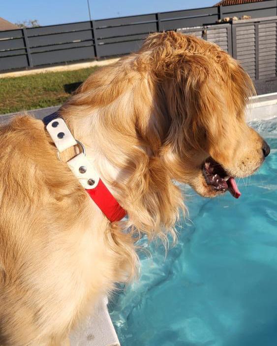 golden retriever avec collier bleu blanc rouge Biothane. Collection frenchie doggy
