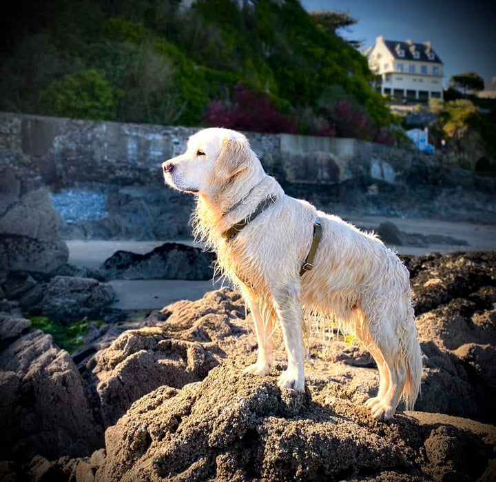 Golden retriever plage avec harnais kaki Biothane Splash By Happy. Fabrication française, tendance et imperméable