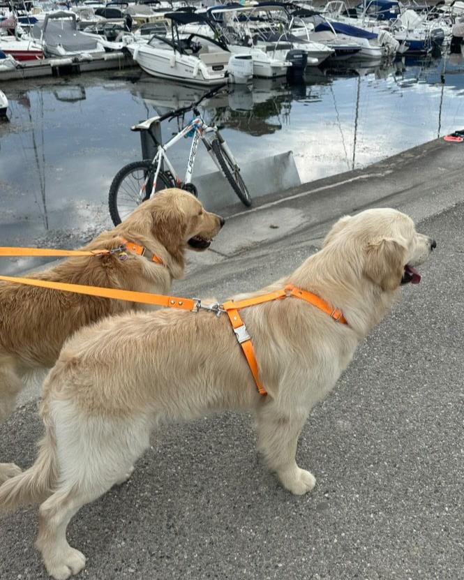 Duo golden retrievers qui portent leurs ensembles orange en Biothane fabriqués en France. Tendance, imperméables.