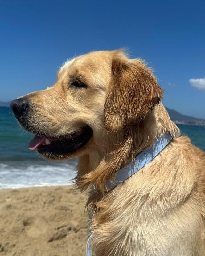 golden retriever à la plage avec son collier imperméable en Biothane bleu ciel