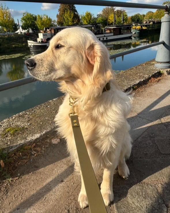 Golden retriever collier et laisse kaki Biothane. Bouclerie laiton or. Tendance et stylé.