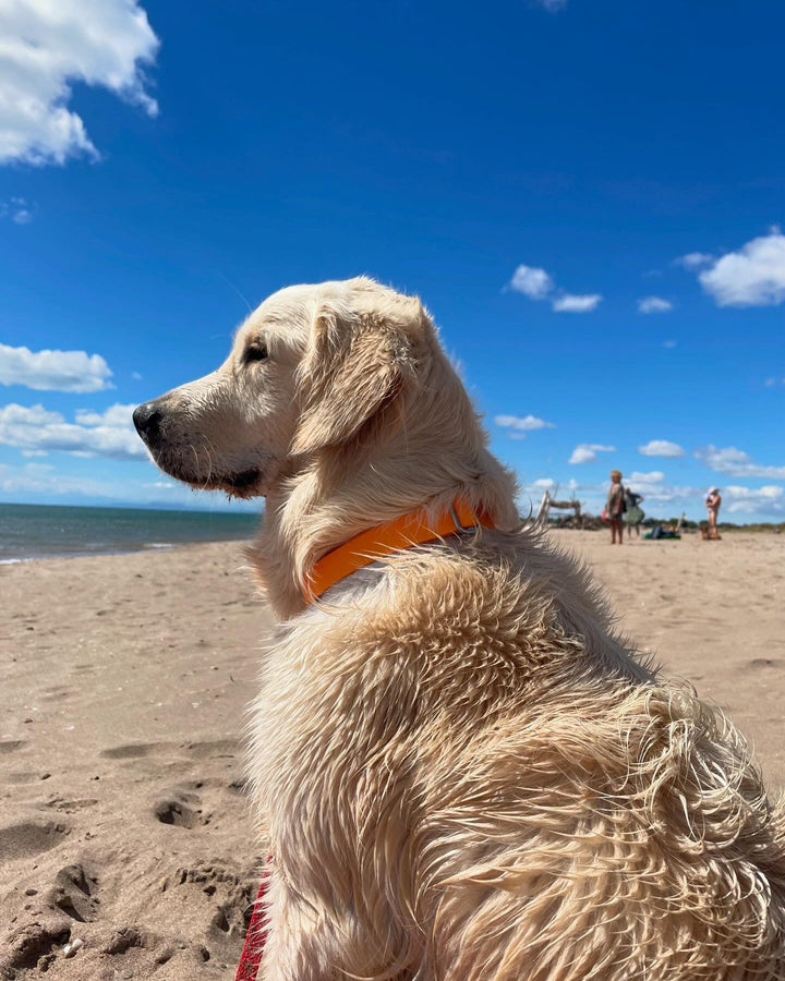 Golden retriever plage avec collier en Biothane orange imperméable. Tendance et durable.