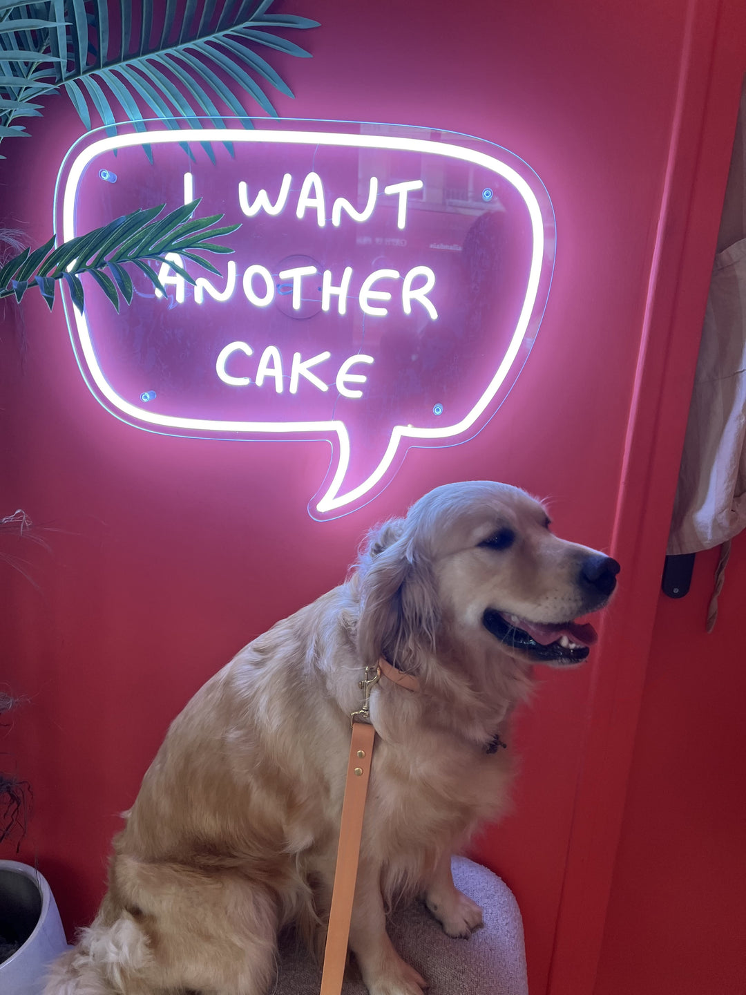 Golden retriever avec son collier et sa laisse en Biothane orange cuivre. Tendance et imperméable.