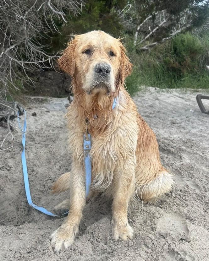 Golden retriever plage avec son collier et sa laisse bleu ciel en Biothane fabriqués en France