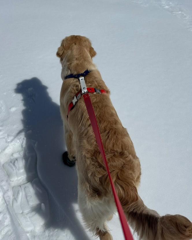 Harnais bleu blanc rouge en Biothane et golden retriever dans la neige. Résistant au froid
