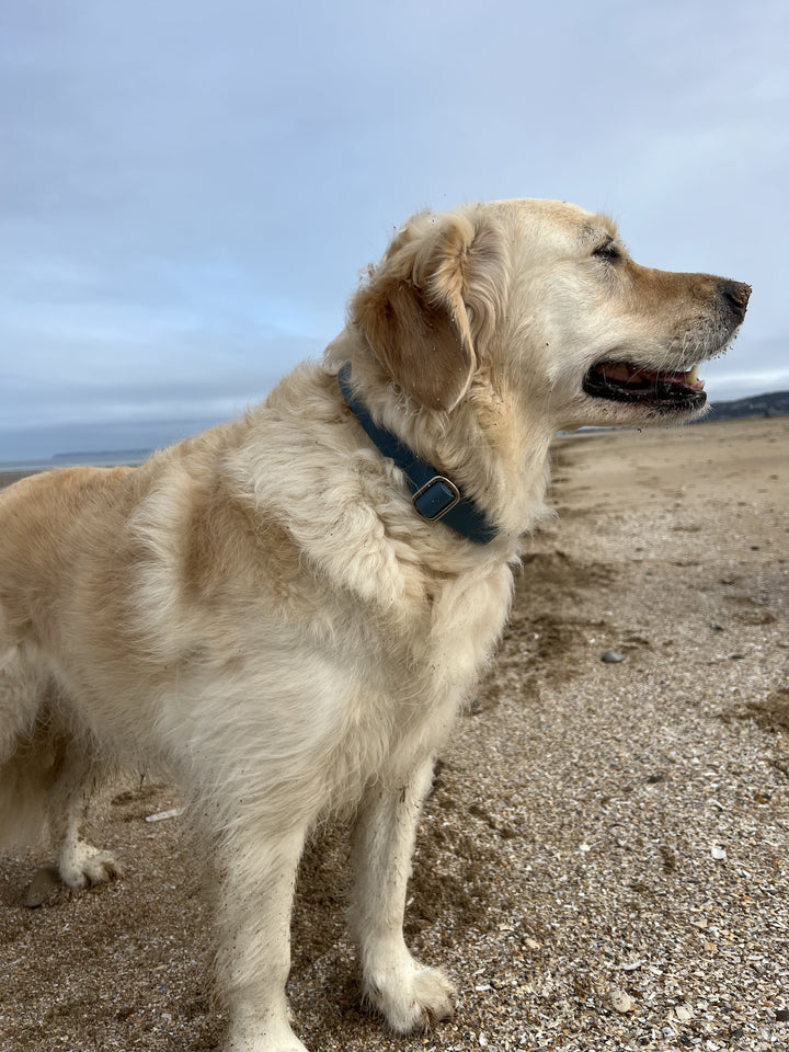 Golden retriever plage avec collier à clip en Biothane bleu pétrole. Tendance et moderne