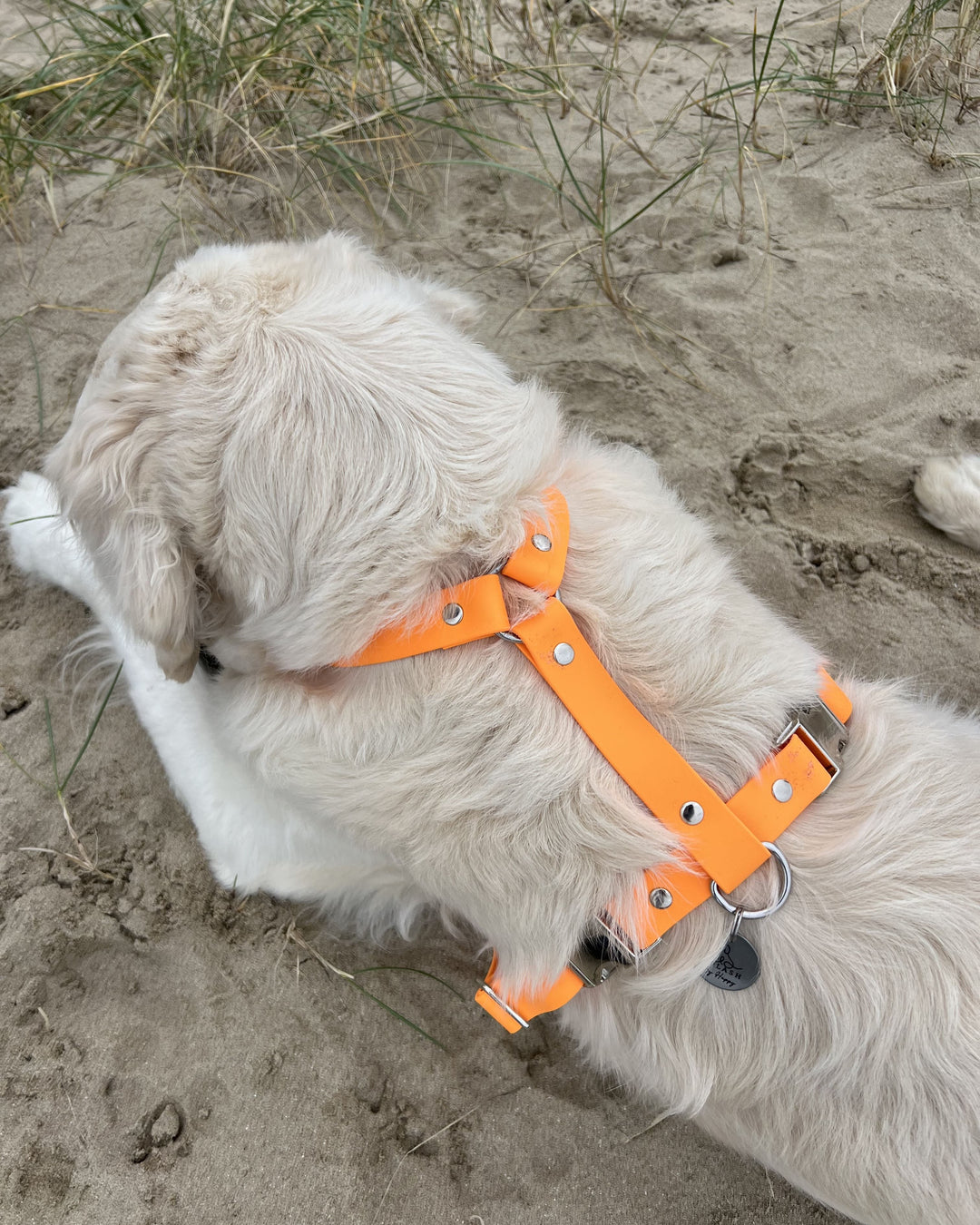 Golden retriever avec harnais orange Biothane à la plage. Résistant, tendance et durable. Fabrication française