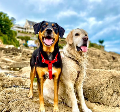 chien qui porte harnais rouge en Biothane avec anneau anti traction. Fabriqué en France, tendance