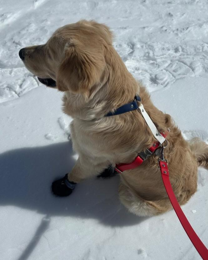 Golden retriever dans la neige avec son harnais en Biothane bleu blanc rouge France