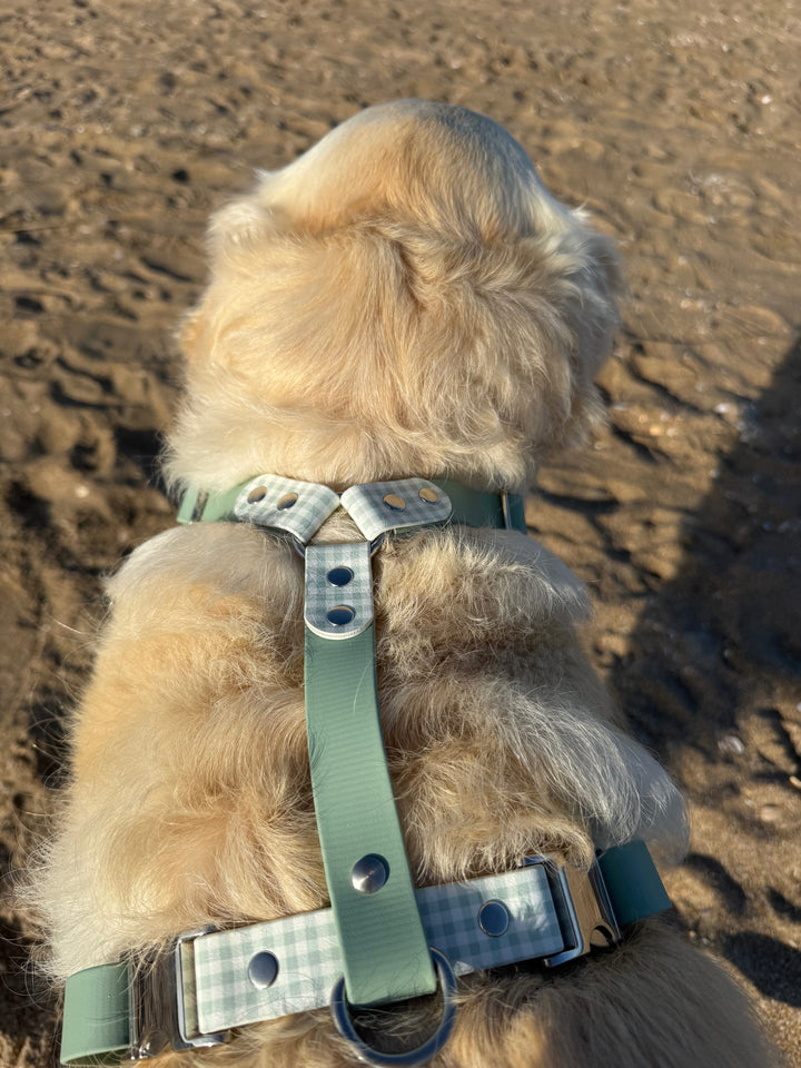 golden retriever avec harnais biothane vichy vert amande