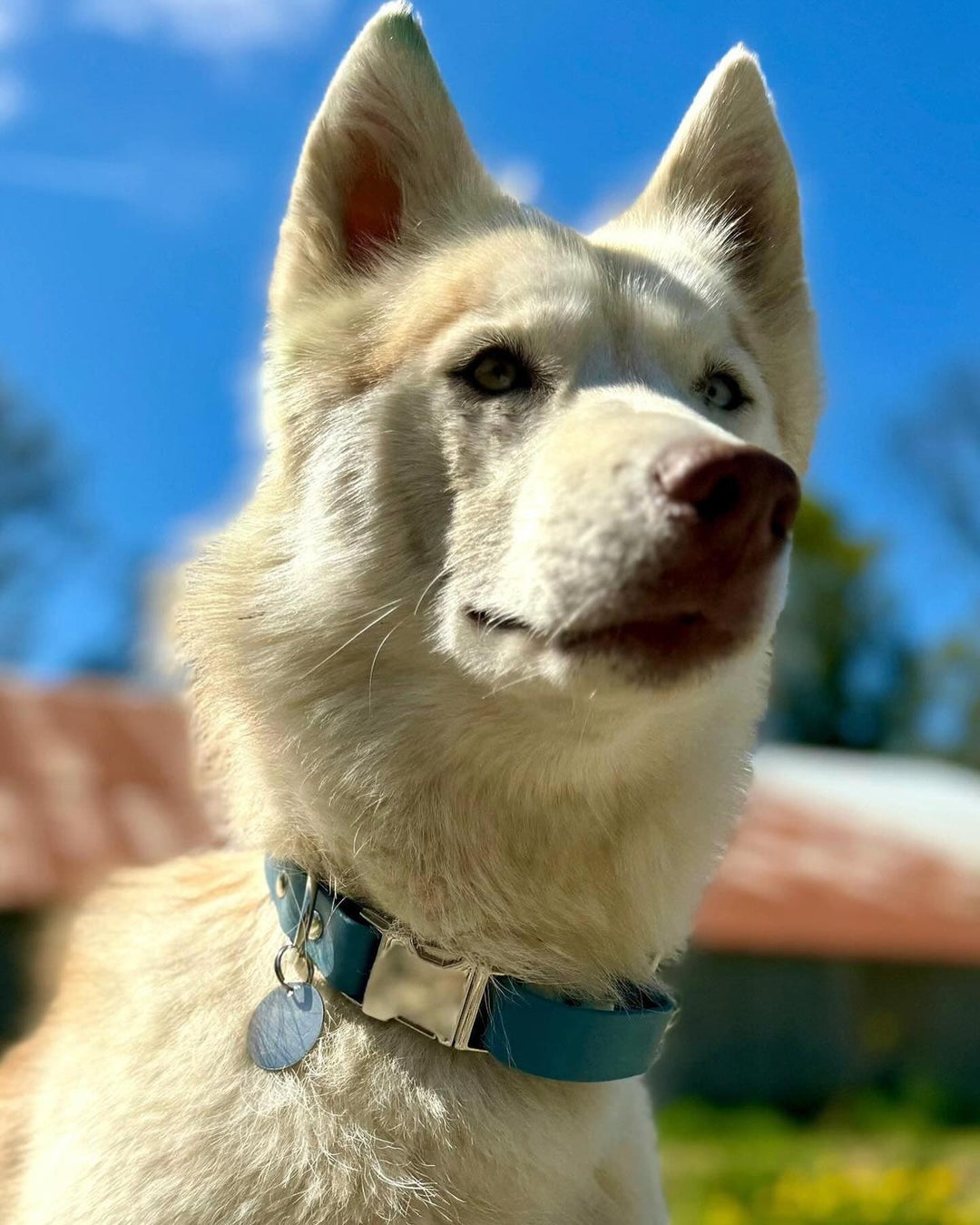 Husky avec Collier Biothane à clip bleu pétrole. Rapide à mettre et imperméable.