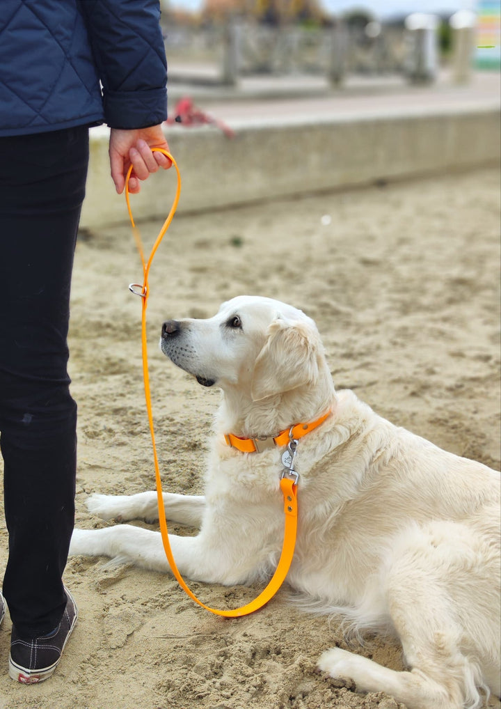 Golden retriever et sa laisse orange en Biothane sur le sable